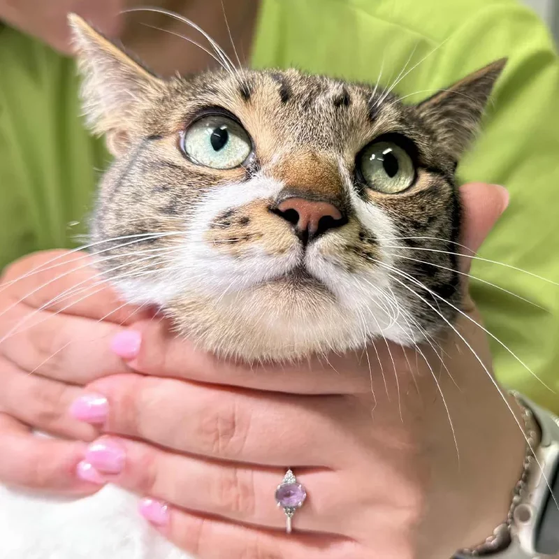 SanitaVet, cabinet veterinar sector 6 Bucuresti